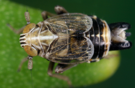 Quecken-Spornzikade (Dicranotropis hamata) - © Gernot Kunz